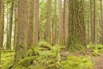 PICTURES/Sol Duc - Ancient Groves/t_Arendish Forest7.JPG